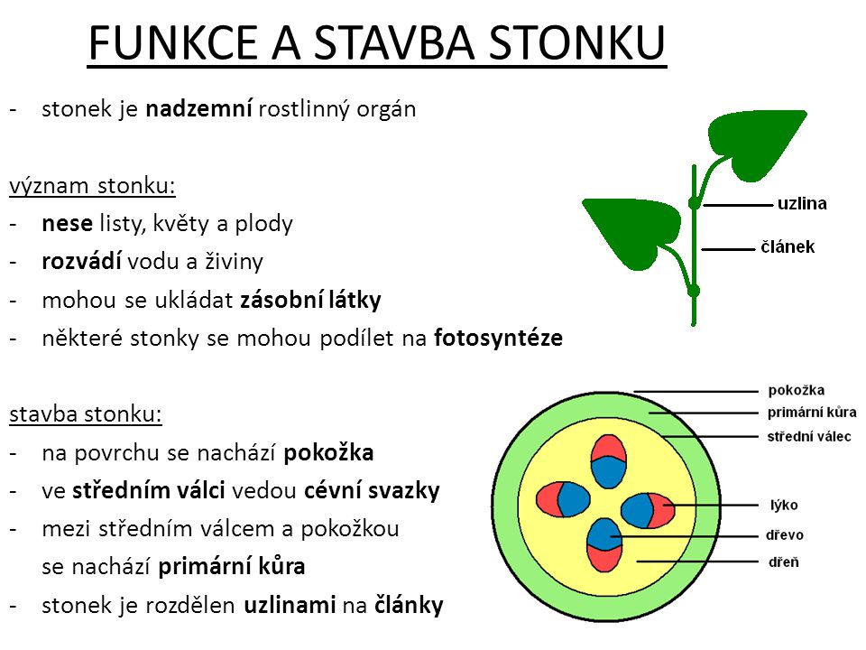 FUNKCE A STAVBA STONKU stonek je nadzemní rostlinný orgán