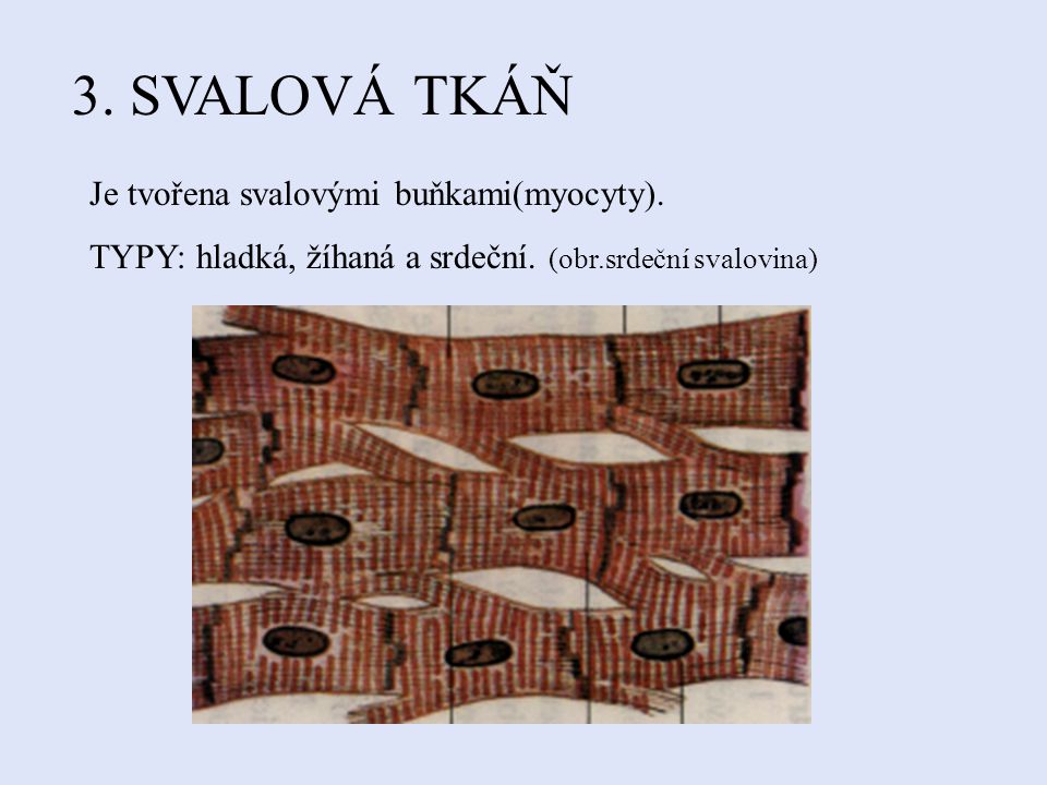 3. SVALOVÁ TKÁŇ Je tvořena svalovými buňkami(myocyty).