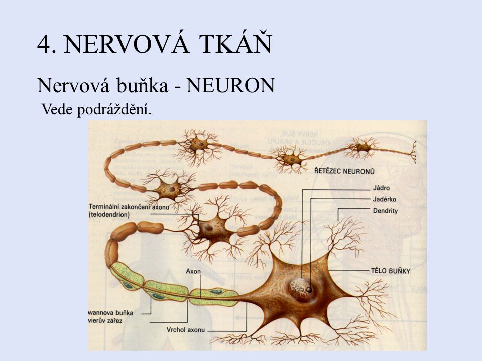 4. NERVOVÁ TKÁŇ Nervová buňka - NEURON Vede podráždění.