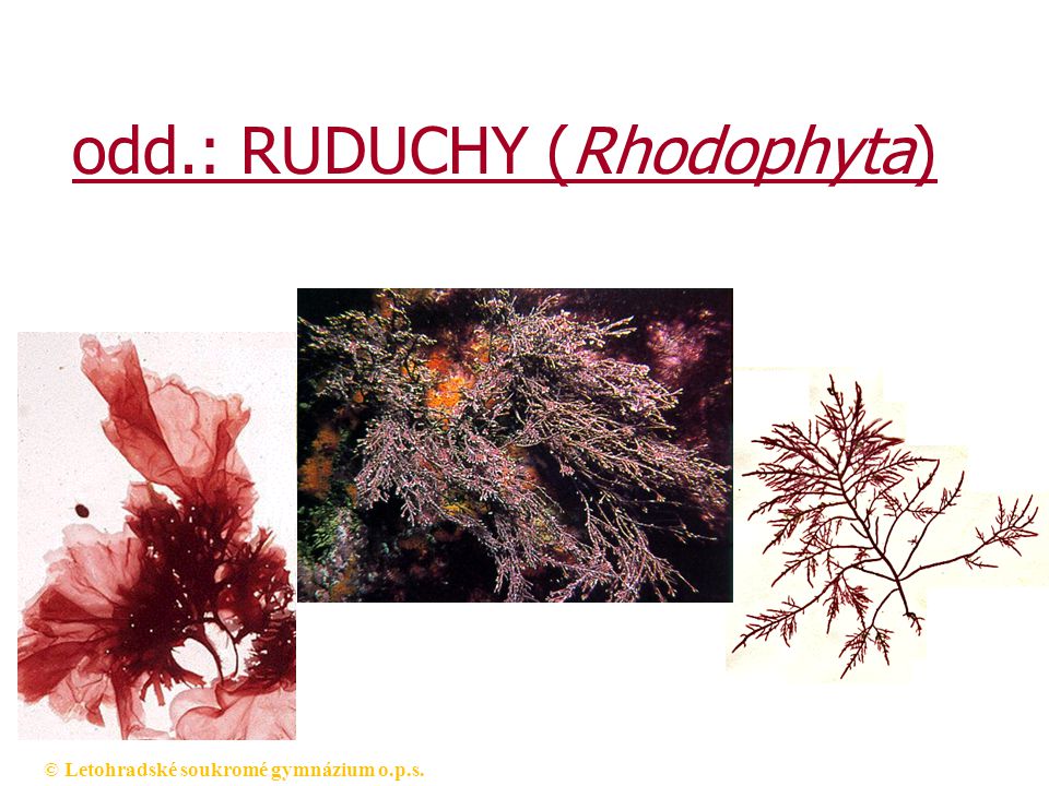 odd.: RUDUCHY (Rhodophyta)