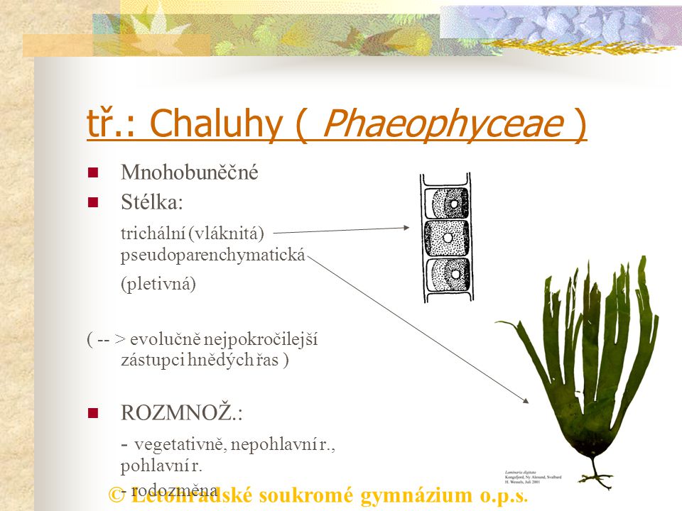 tř.: Chaluhy ( Phaeophyceae )