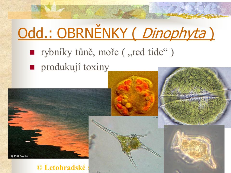 Odd.: OBRNĚNKY ( Dinophyta )