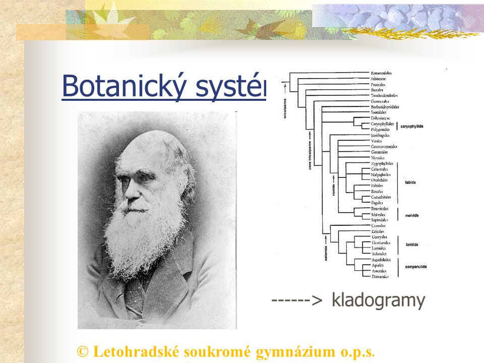 Botanický systém vznik fylogenetických systémů > kladogramy