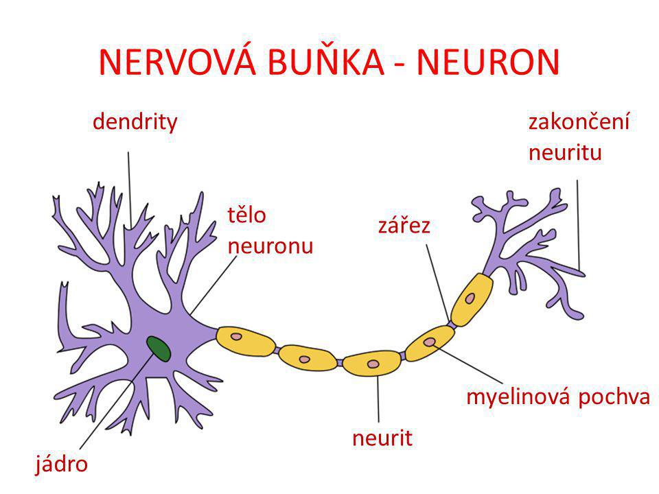NERVOVÁ BUŇKA - NEURON dendrity zakončení neuritu tělo neuronu zářez