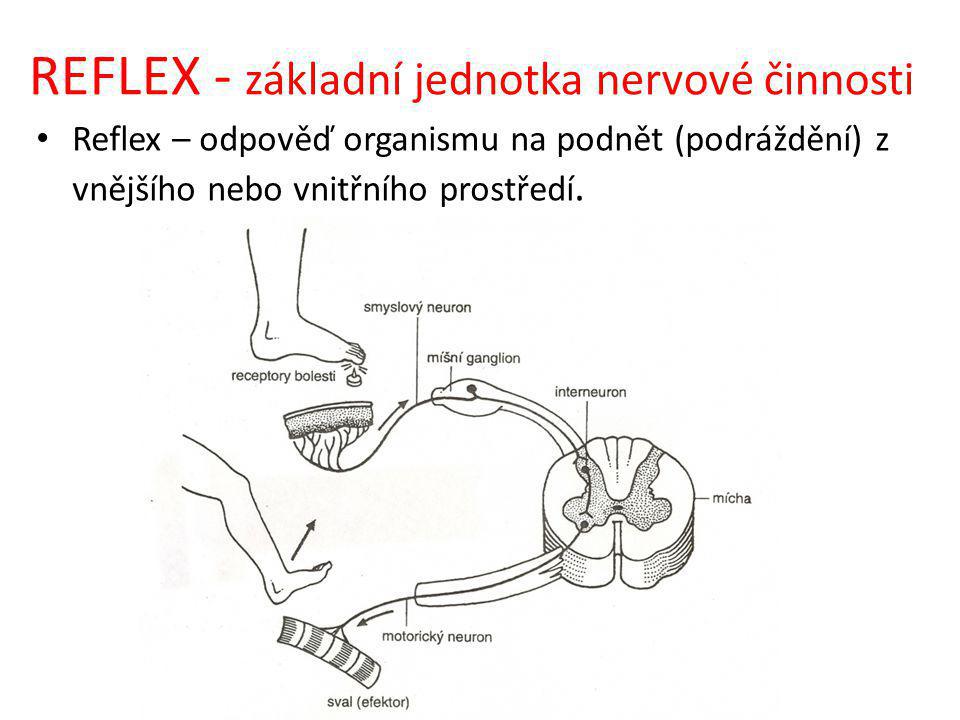 REFLEX - základní jednotka nervové činnosti