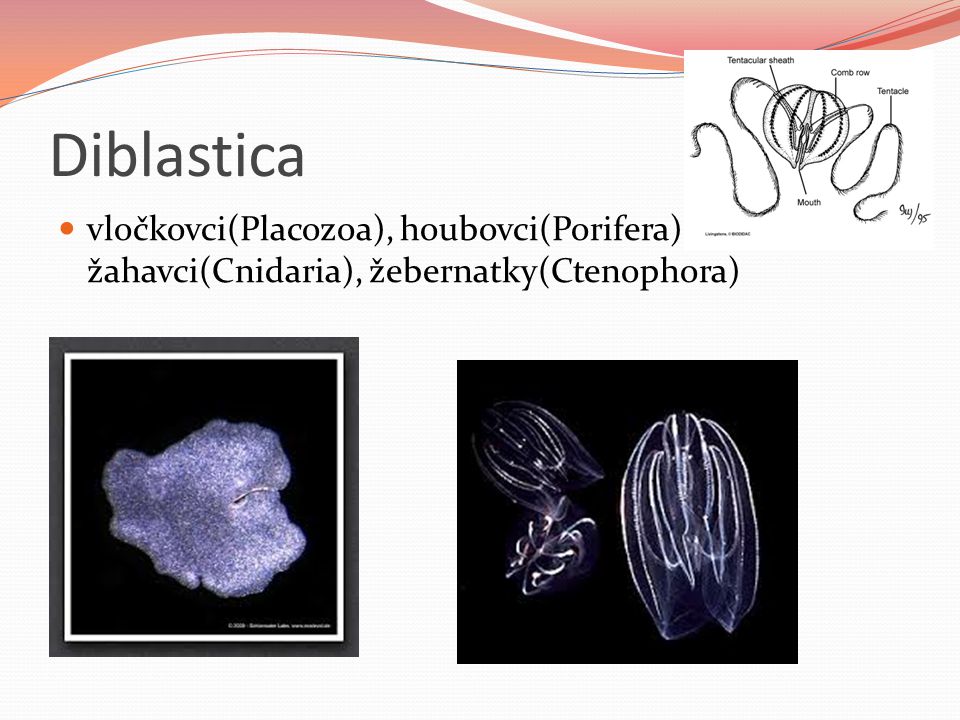 Diblastica vločkovci(Placozoa), houbovci(Porifera), žahavci(Cnidaria), žebernatky(Ctenophora)