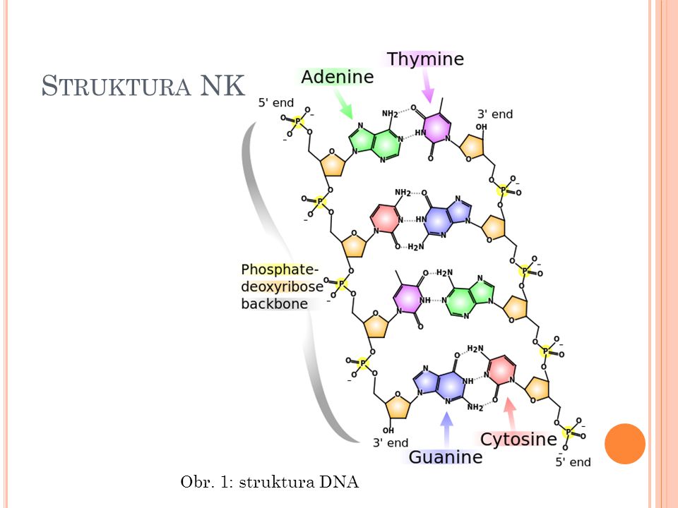Struktura NK Obr. 1: struktura DNA