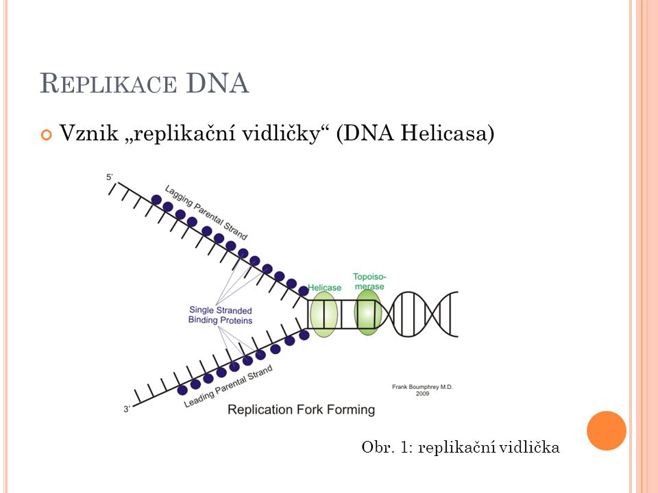 Replikace DNA Vznik „replikační vidličky (DNA Helicasa)