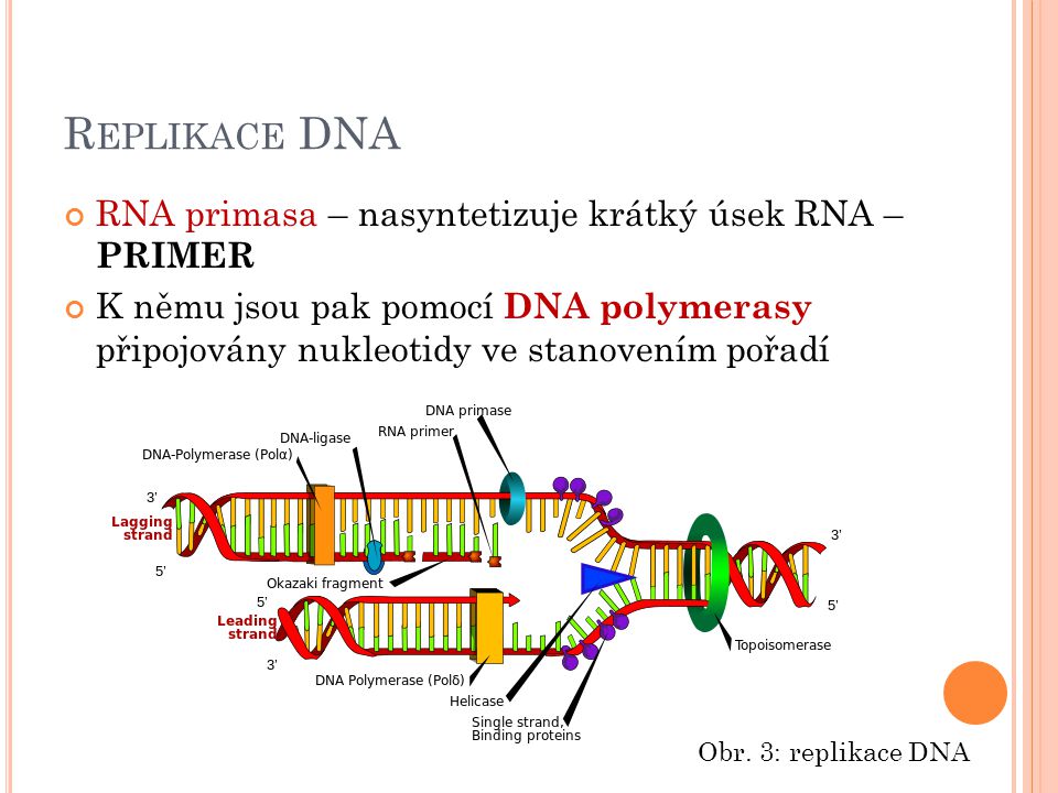 Replikace DNA RNA primasa – nasyntetizuje krátký úsek RNA – PRIMER