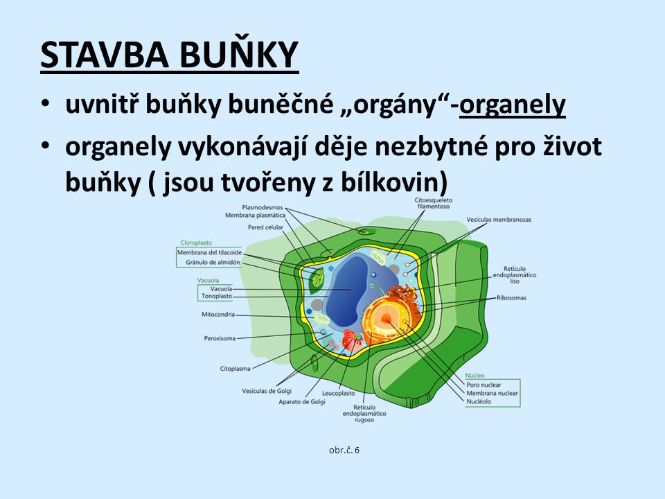 STAVBA BUŇKY uvnitř buňky buněčné „orgány -organely