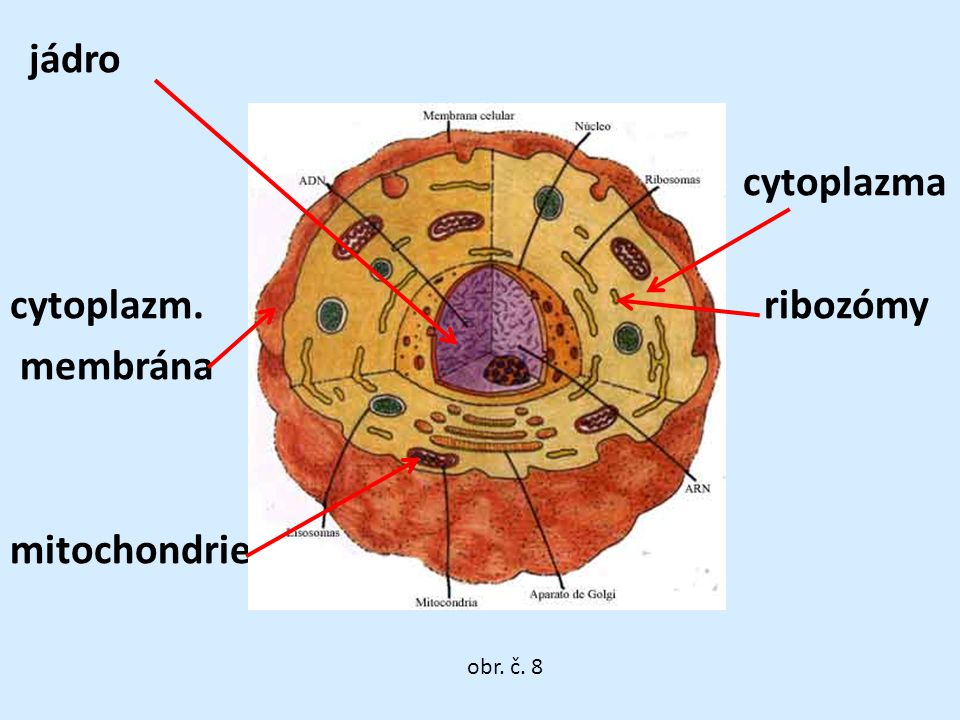 jádro c cytoplazma cytoplazm. ribozómy membrána mitochondrie