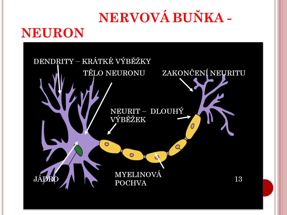 NERVOVÁ BUŇKA - NEURON DENDRITY − KRÁTKÉ VÝBĚŽKY TĚLO NEURONU
