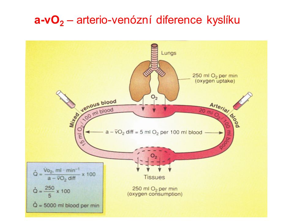 a-vO2 – arterio-venózní diference kyslíku