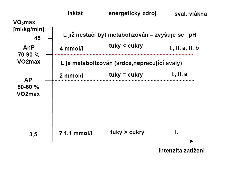 laktát energetický zdroj. sval. vlákna. VO2max. [ml/kg/min] L již nestačí být metabolizován – zvyšuje se ↓pH.