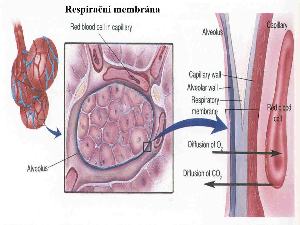 Respirační membrána
