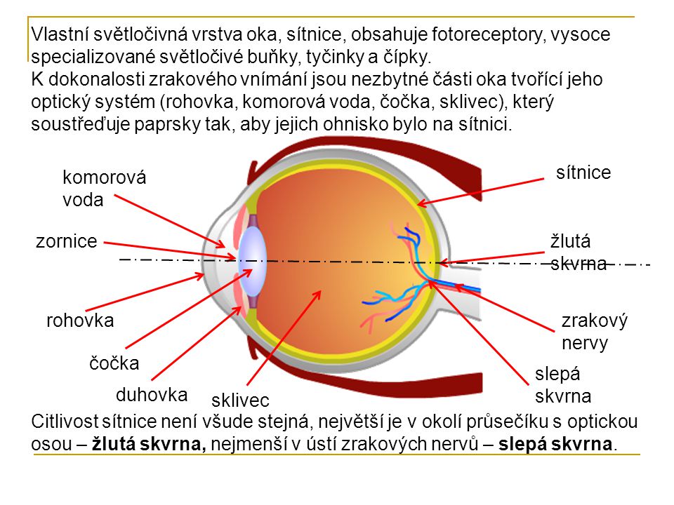 Vlastní světločivná vrstva oka, sítnice, obsahuje fotoreceptory, vysoce specializované světločivé buňky, tyčinky a čípky.