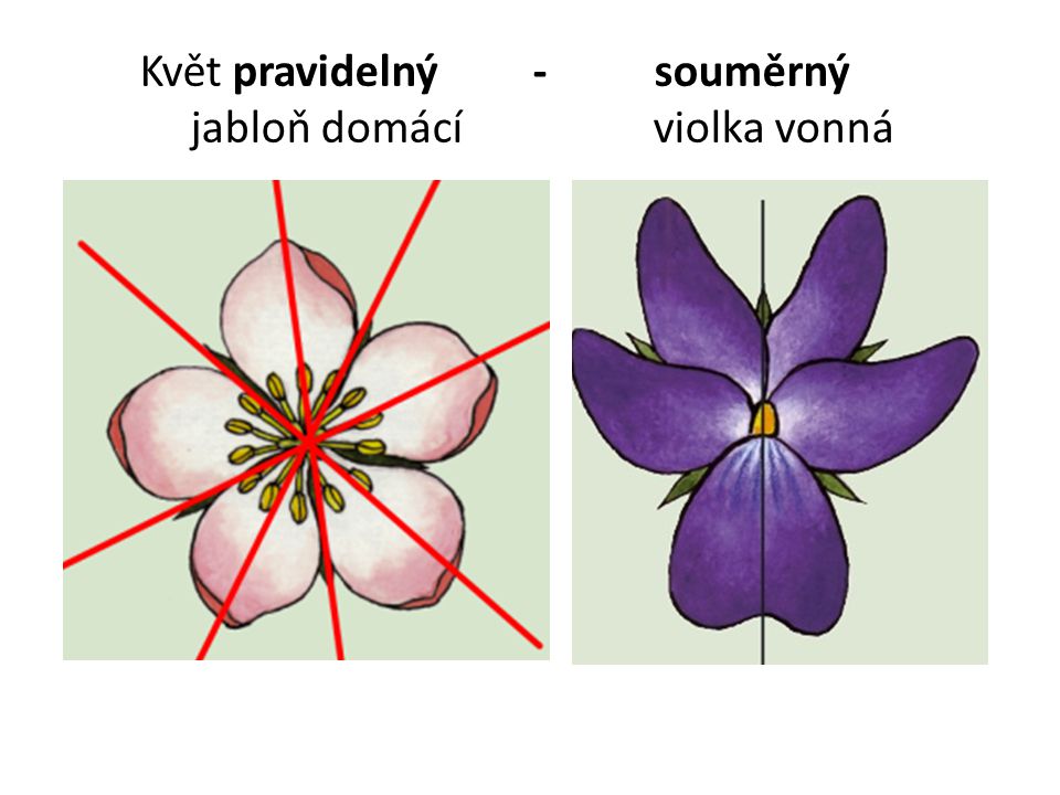 Květ pravidelný - souměrný jabloň domácí violka vonná