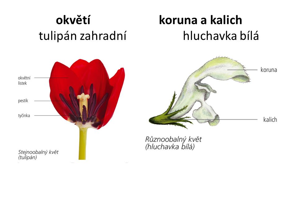 okvětí koruna a kalich tulipán zahradní hluchavka bílá