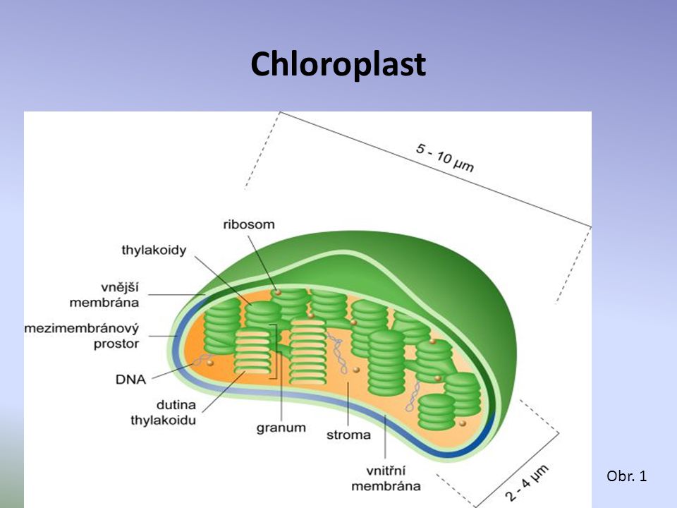 Chloroplast Obr. 1