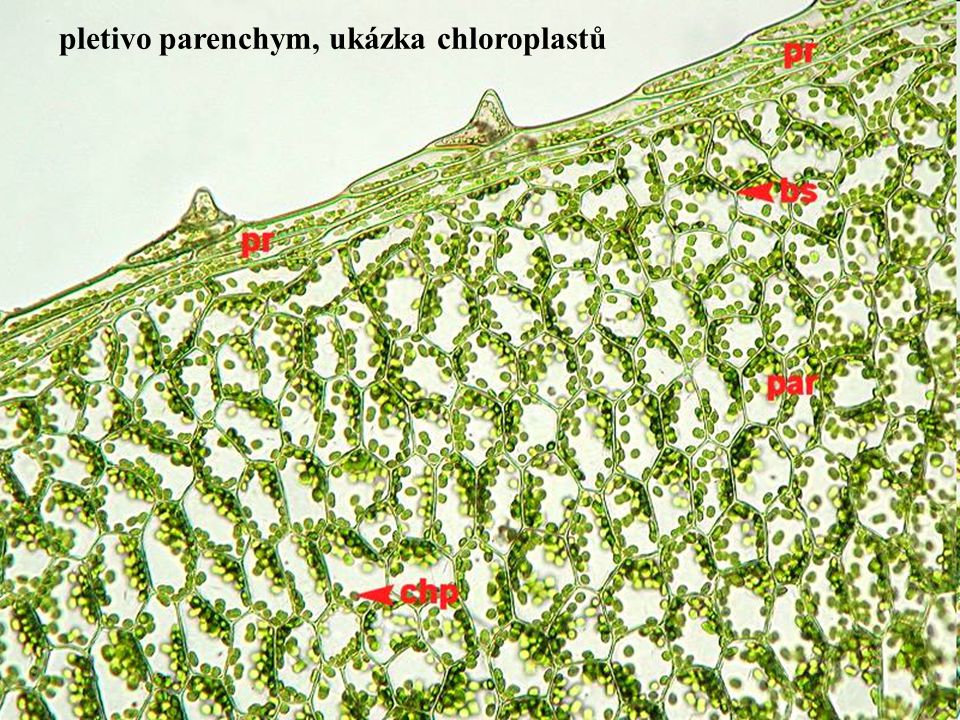 pletivo parenchym, ukázka chloroplastů