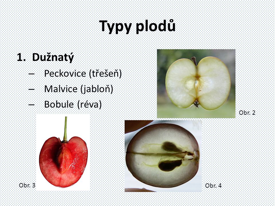 Typy plodů Dužnatý Peckovice (třešeň) Malvice (jabloň) Bobule (réva)
