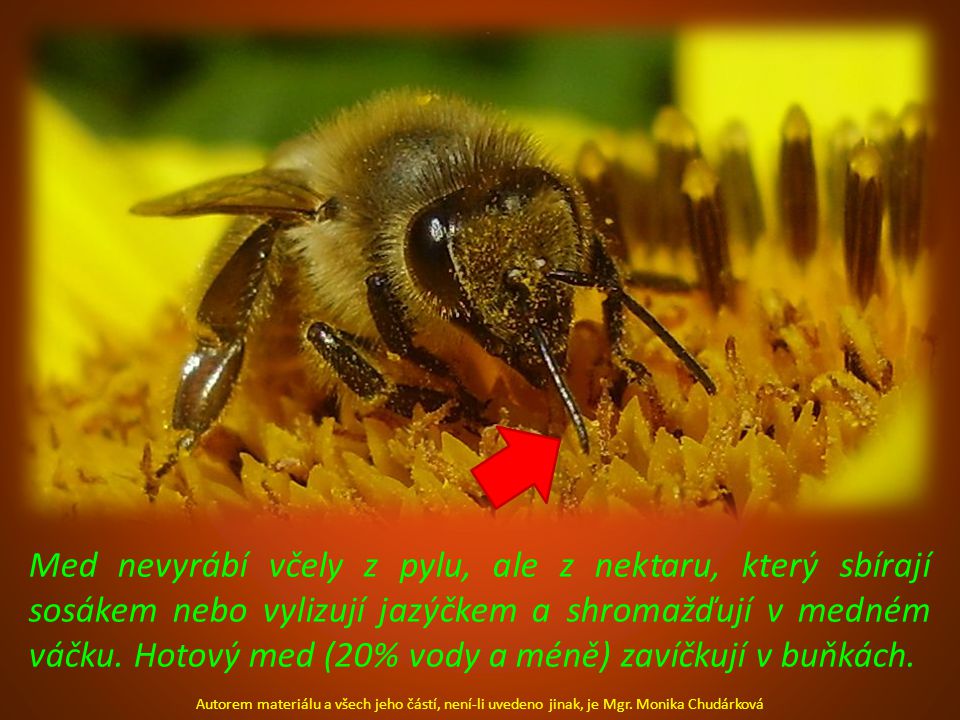 Med nevyrábí včely z pylu, ale z nektaru, který sbírají sosákem nebo vylizují jazýčkem a shromažďují v medném váčku. Hotový med (20% vody a méně) zavíčkují v buňkách.