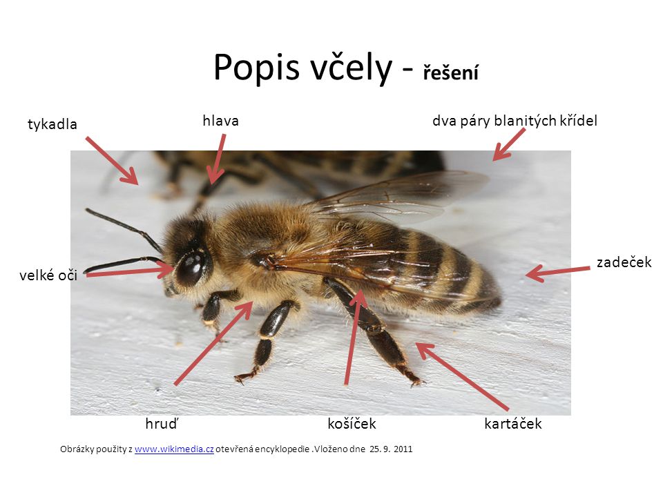 Popis včely - řešení tykadla hlava dva páry blanitých křídel zadeček