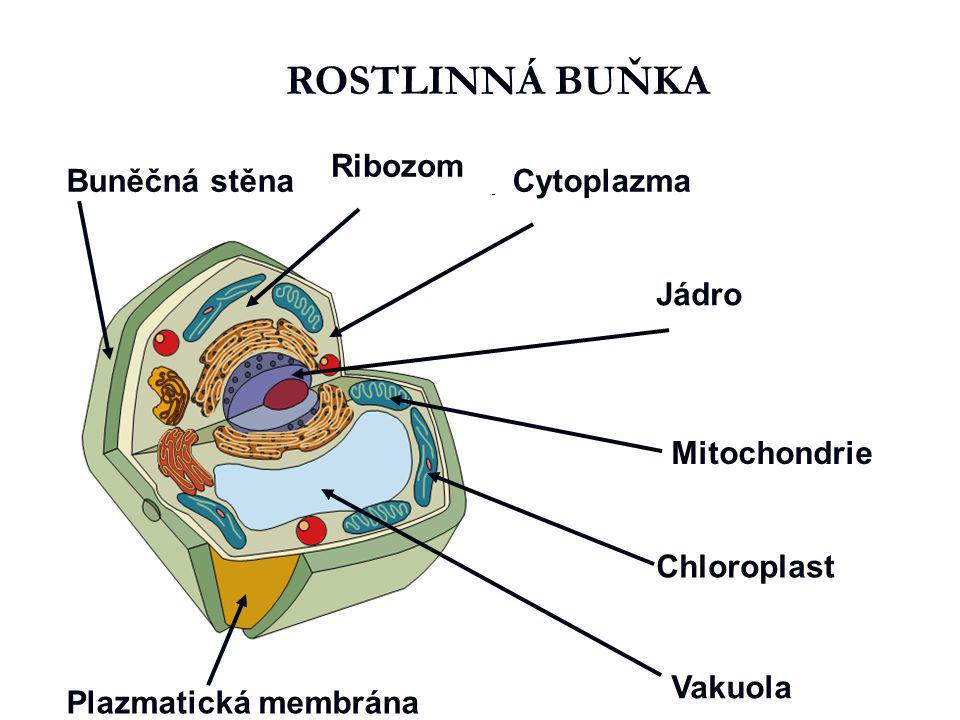 ROSTLINNÁ BUŇKA Buněčná stěna Ribozom Buněčná stěna Cytoplazma Jádro