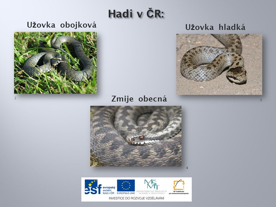 Hadi v ČR: Užovka obojková Užovka hladká Zmije obecná 2 3 4
