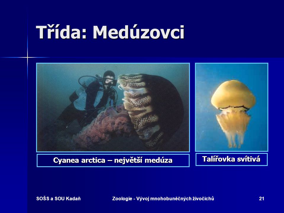 Třída: Medúzovci Talířovka svítivá Cyanea arctica – největší medúza