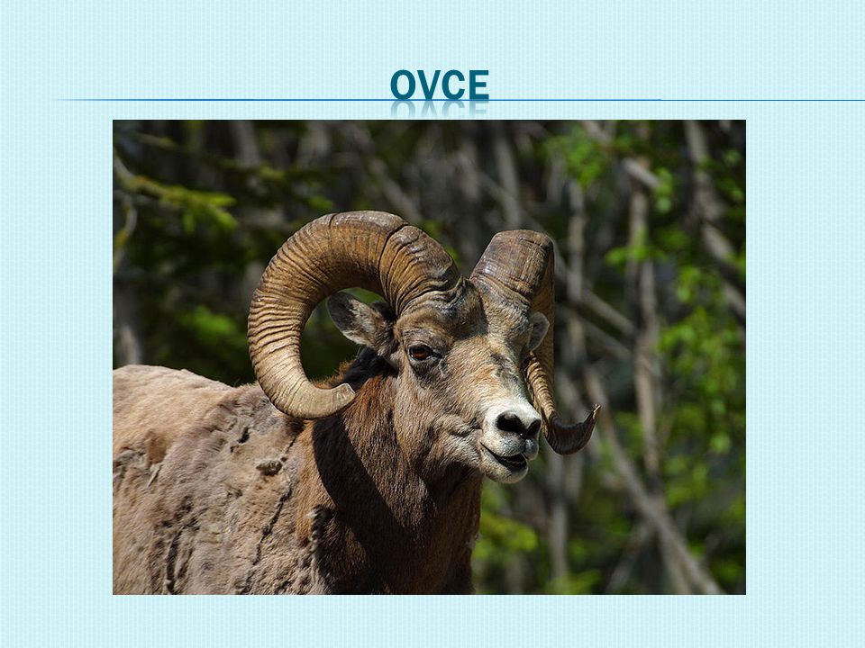 ovce
