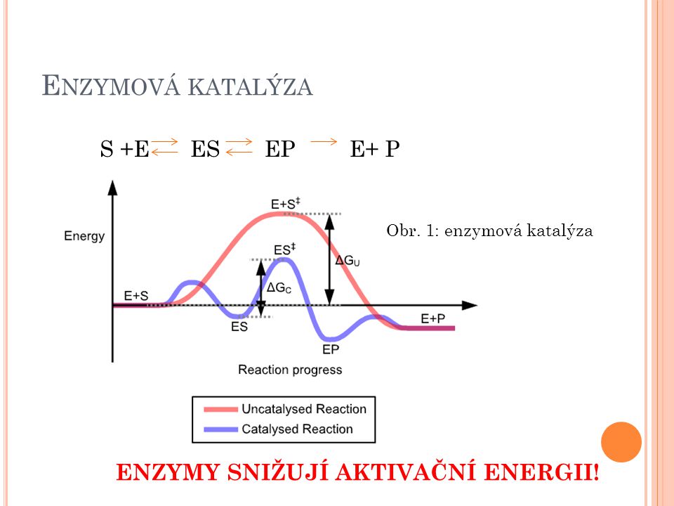 Enzymová katalýza S +E ES EP E+ P ENZYMY SNIŽUJÍ AKTIVAČNÍ ENERGII!