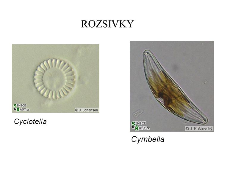 ROZSIVKY Cyclotella Cymbella