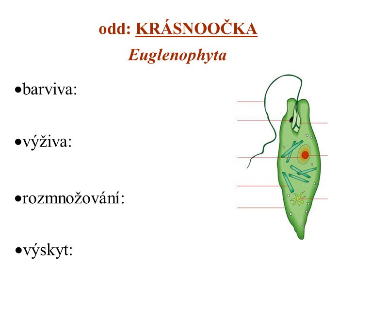 odd: KRÁSNOOČKA Euglenophyta barviva: výživa: rozmnožování: výskyt: