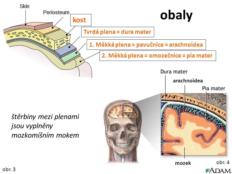 obaly kost štěrbiny mezi plenami jsou vyplněny mozkomíšním mokem