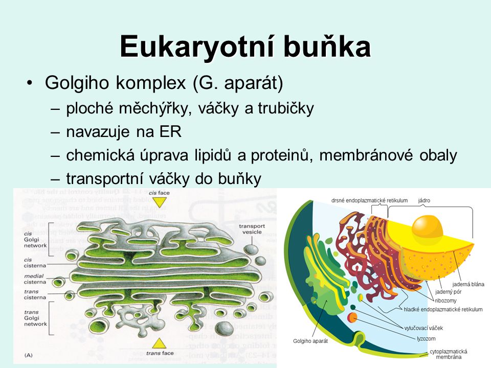 Eukaryotní buňka Golgiho komplex (G. aparát)