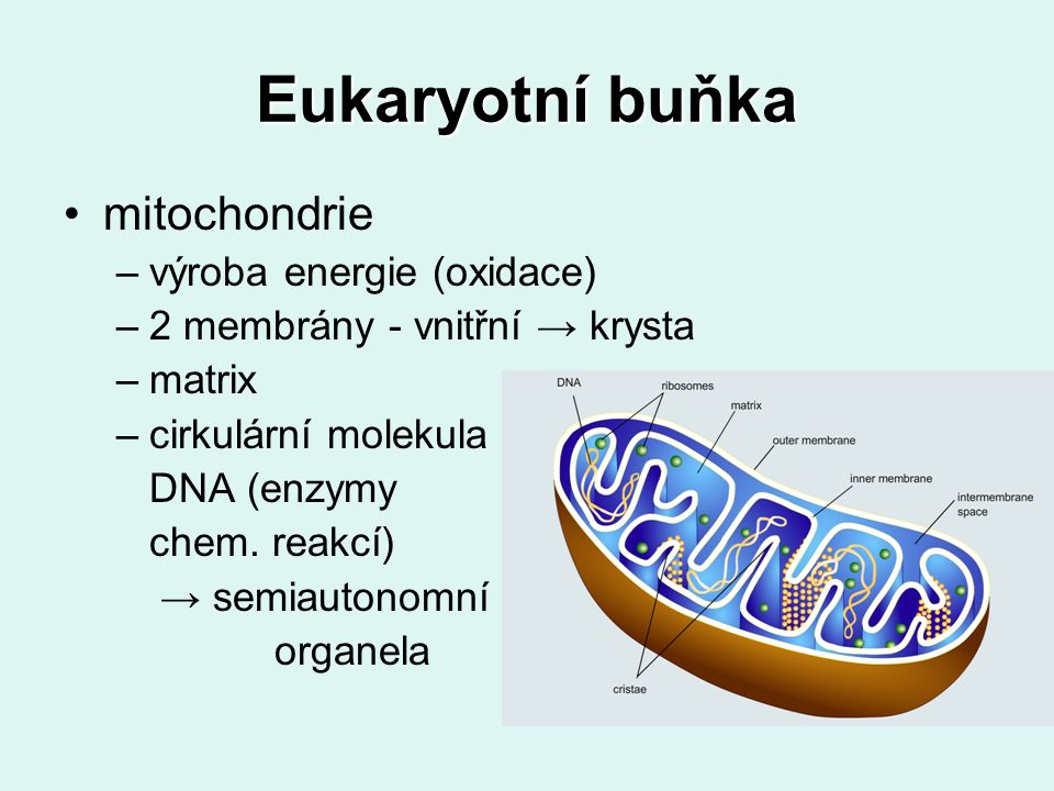 Eukaryotní buňka mitochondrie výroba energie (oxidace)