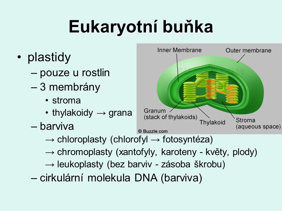 Eukaryotní buňka plastidy pouze u rostlin 3 membrány barviva
