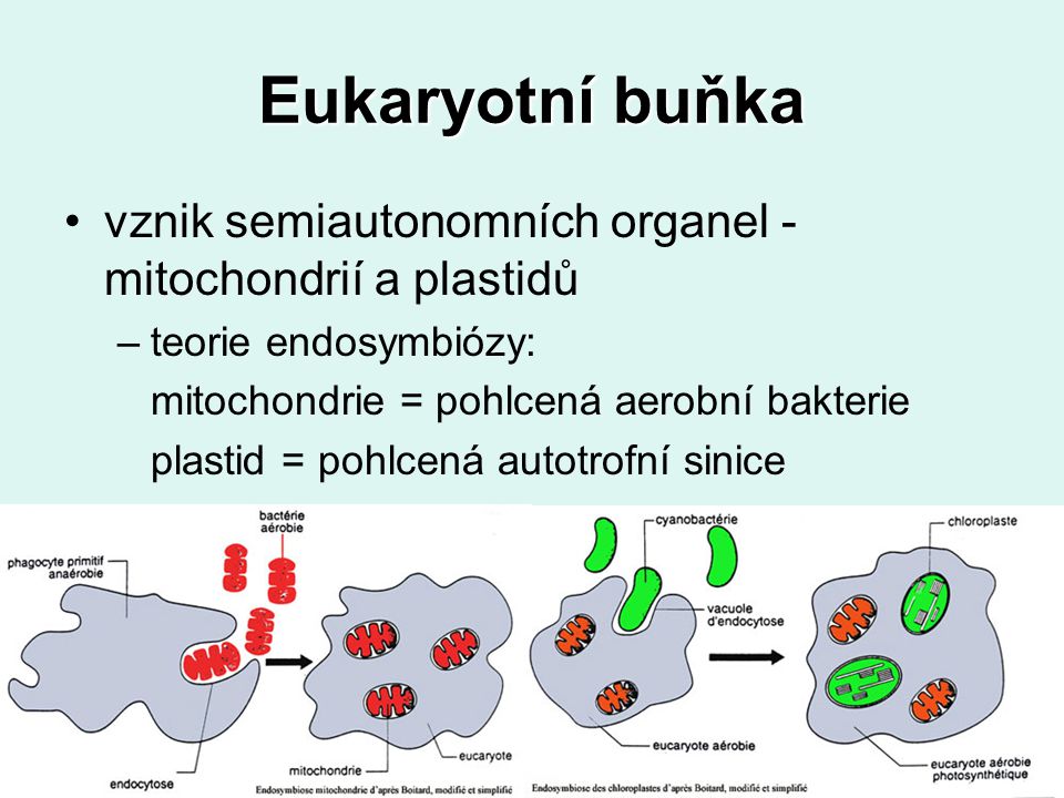Eukaryotní buňka vznik semiautonomních organel - mitochondrií a plastidů. teorie endosymbiózy: mitochondrie = pohlcená aerobní bakterie.