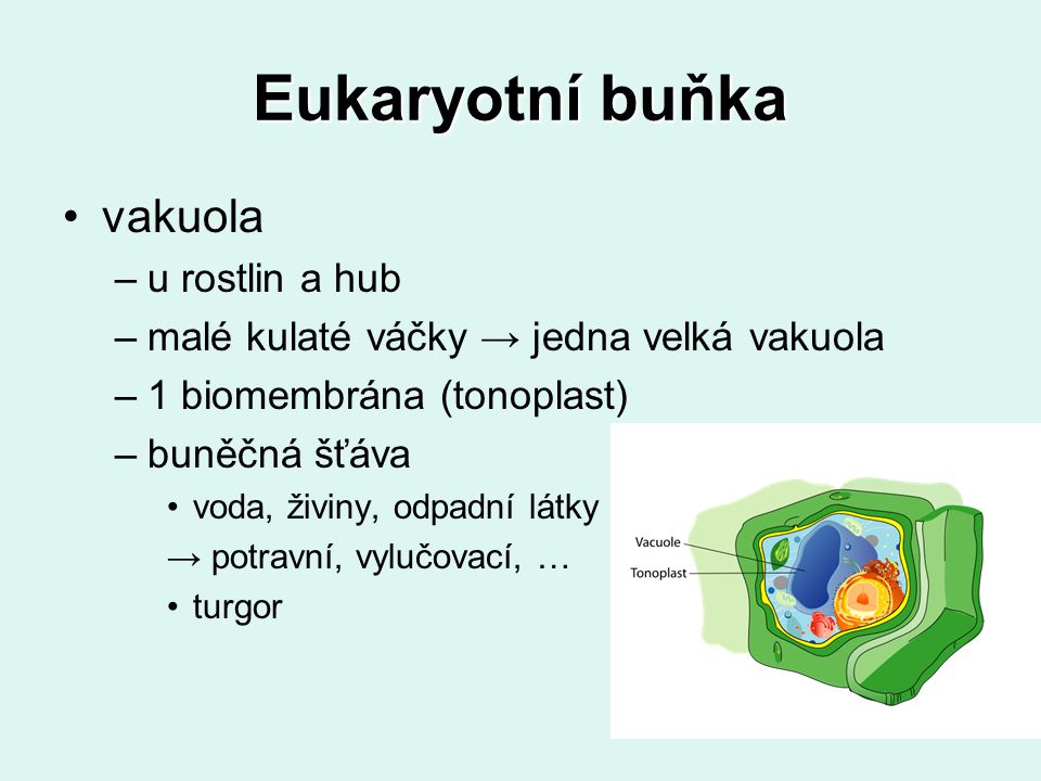 Eukaryotní buňka vakuola u rostlin a hub