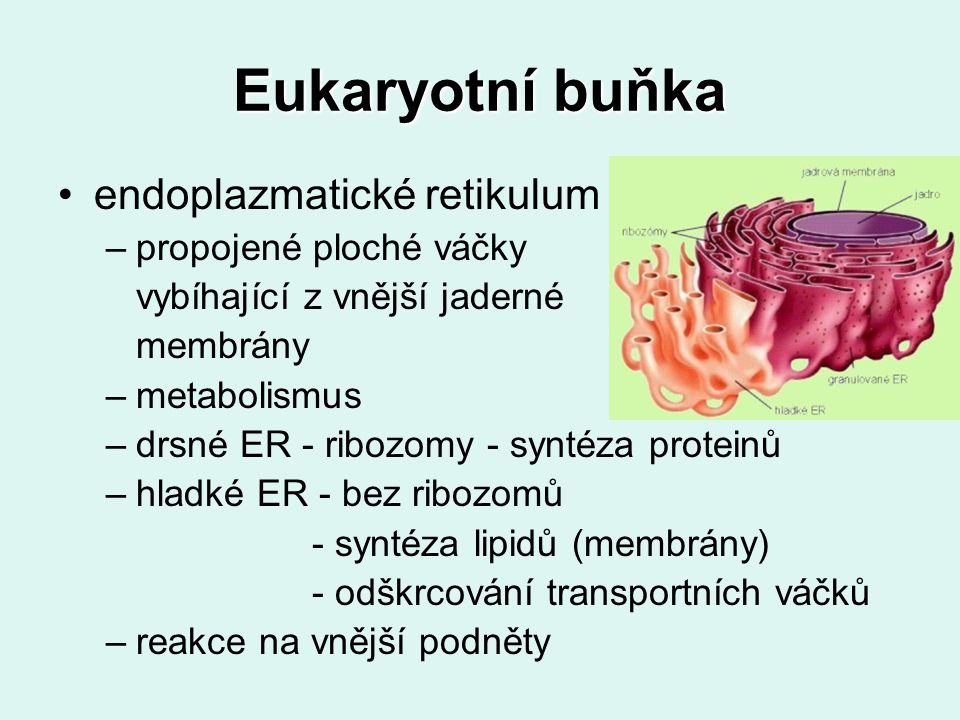 Eukaryotní buňka endoplazmatické retikulum propojené ploché váčky