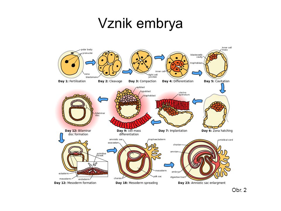 Vznik embrya Obr. 2
