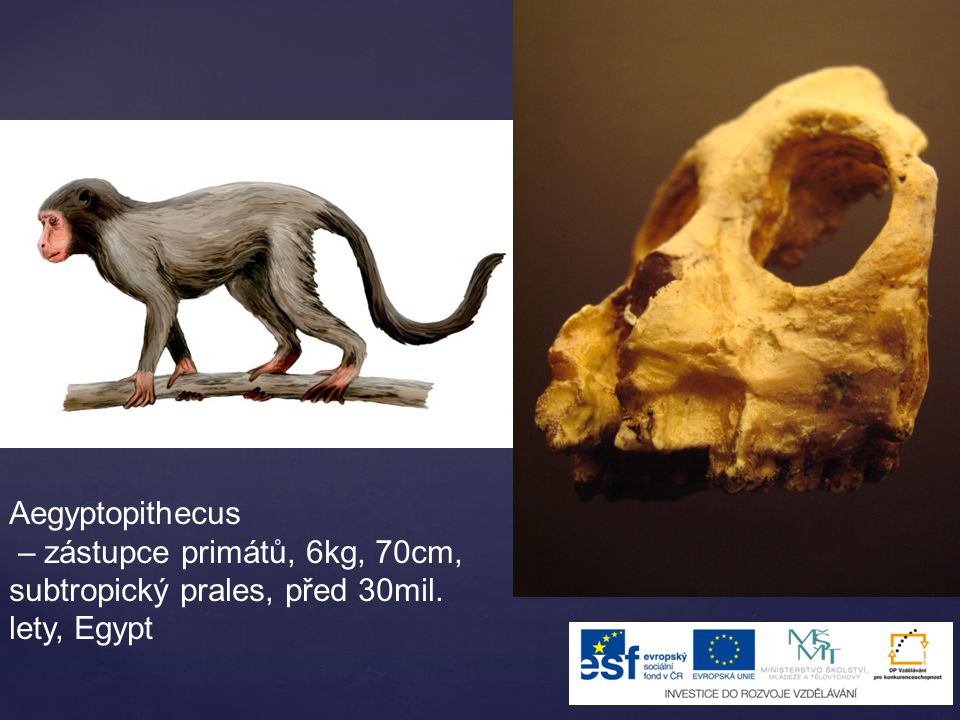 Aegyptopithecus – zástupce primátů, 6kg, 70cm, subtropický prales, před 30mil. lety, Egypt