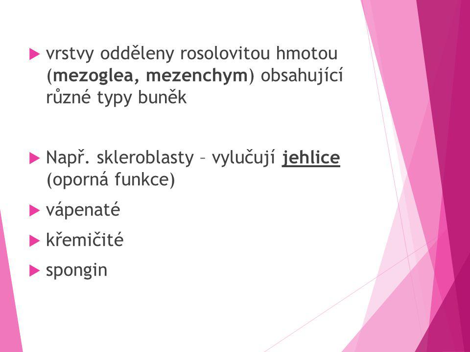 vrstvy odděleny rosolovitou hmotou (mezoglea, mezenchym) obsahující různé typy buněk