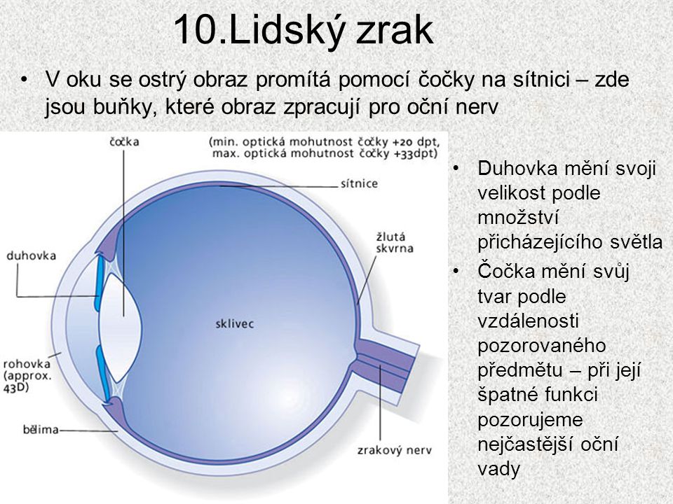 10.Lidský zrak V oku se ostrý obraz promítá pomocí čočky na sítnici – zde jsou buňky, které obraz zpracují pro oční nerv.