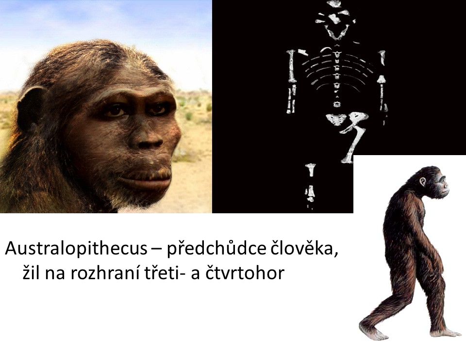 Australopithecus – předchůdce člověka, žil na rozhraní třeti- a čtvrtohor