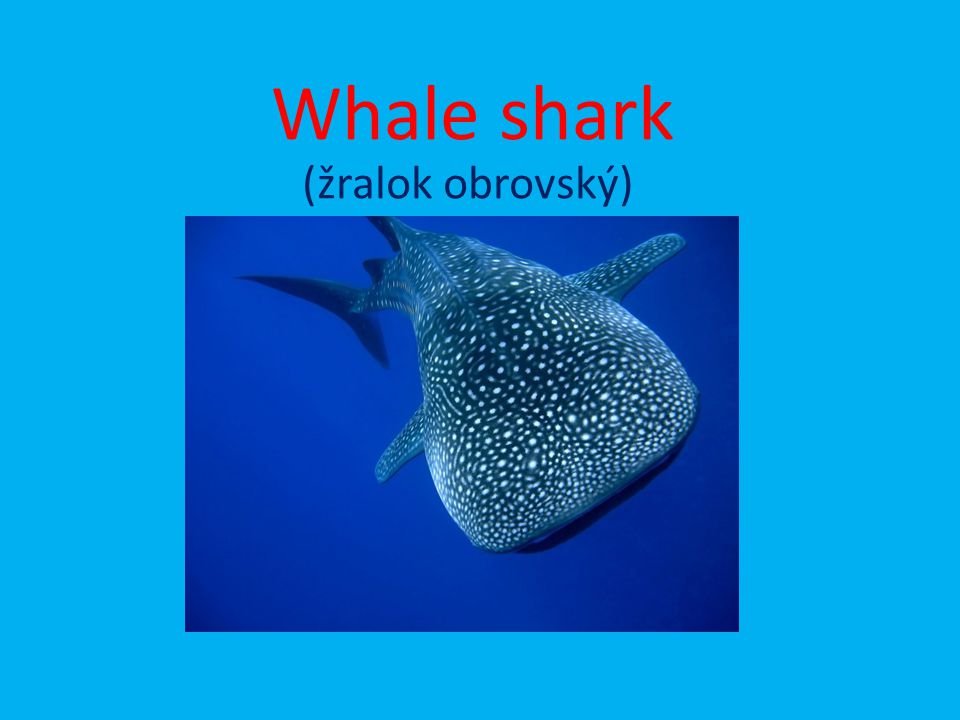 Whale shark (žralok obrovský)