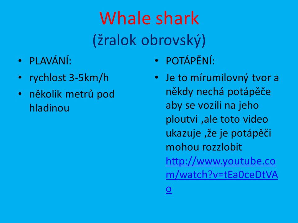 Whale shark (žralok obrovský)