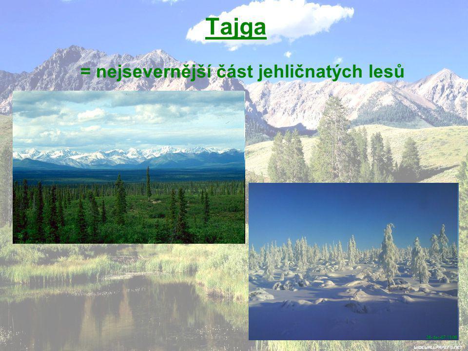 Tajga = nejsevernější část jehličnatých lesů