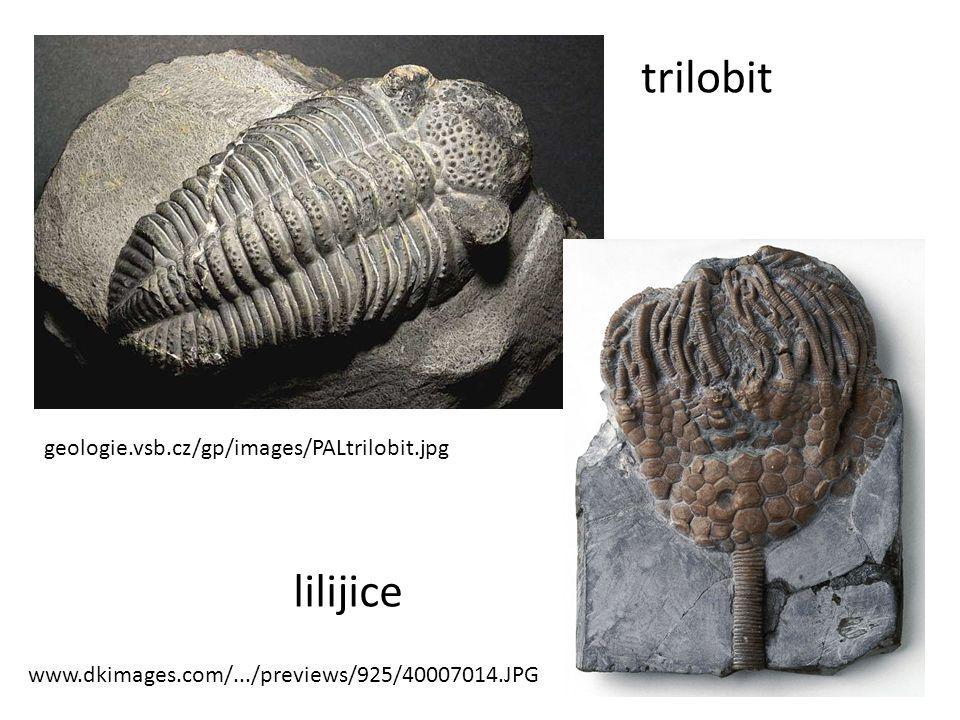 trilobit lilijice geologie.vsb.cz/gp/images/PALtrilobit.jpg